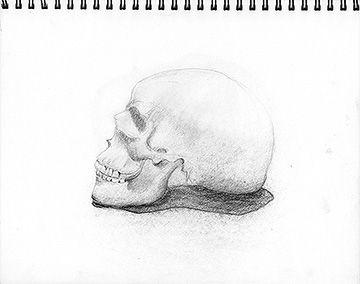 Skull 1 (class assignment).